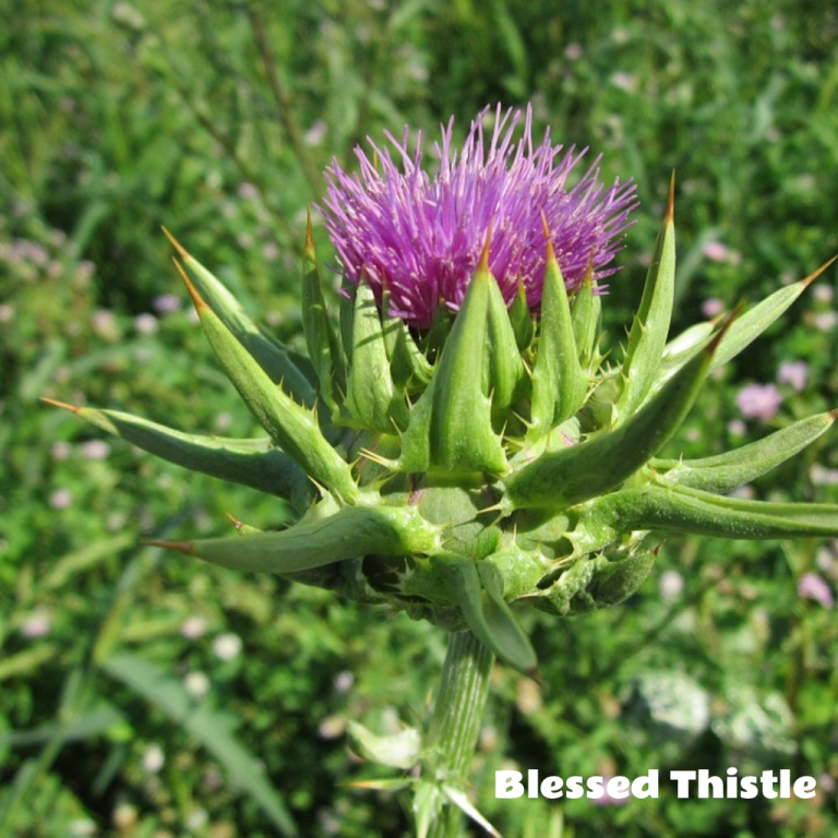 How to Increase Milk Supply Naturally? - Nursing Mama Tips